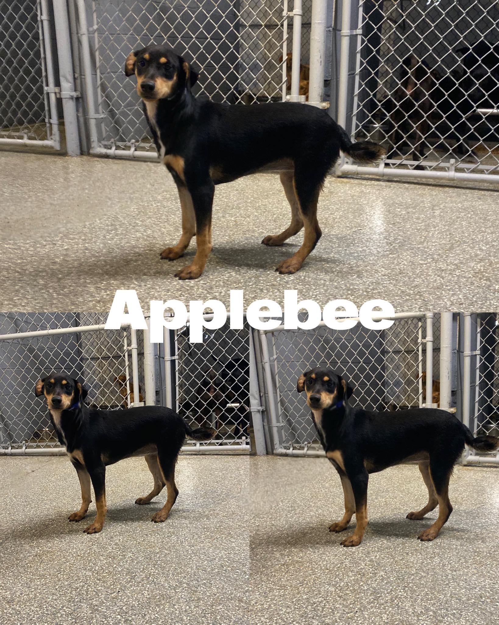 Enlarge Applebee, a Adoptable Labrador Retriever in Saint James, MO image 1/1
