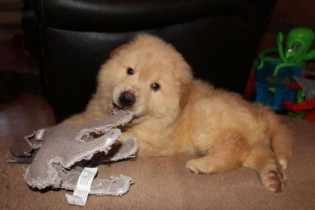 Chunk aka Joey, Adopted, Adult Male Great Pyrenees.