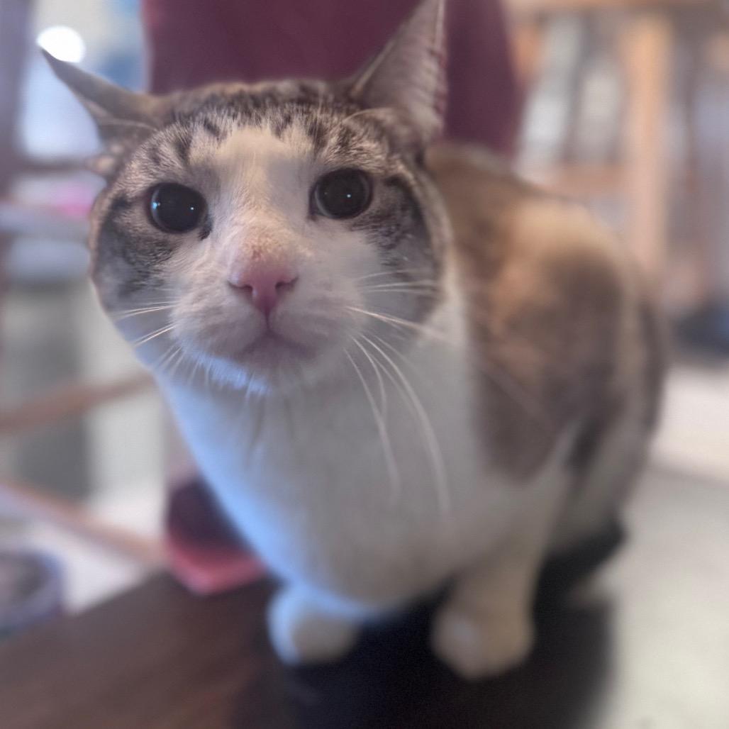 Casper, Adoptable, Adult Male Siamese & Domestic Short Hair.