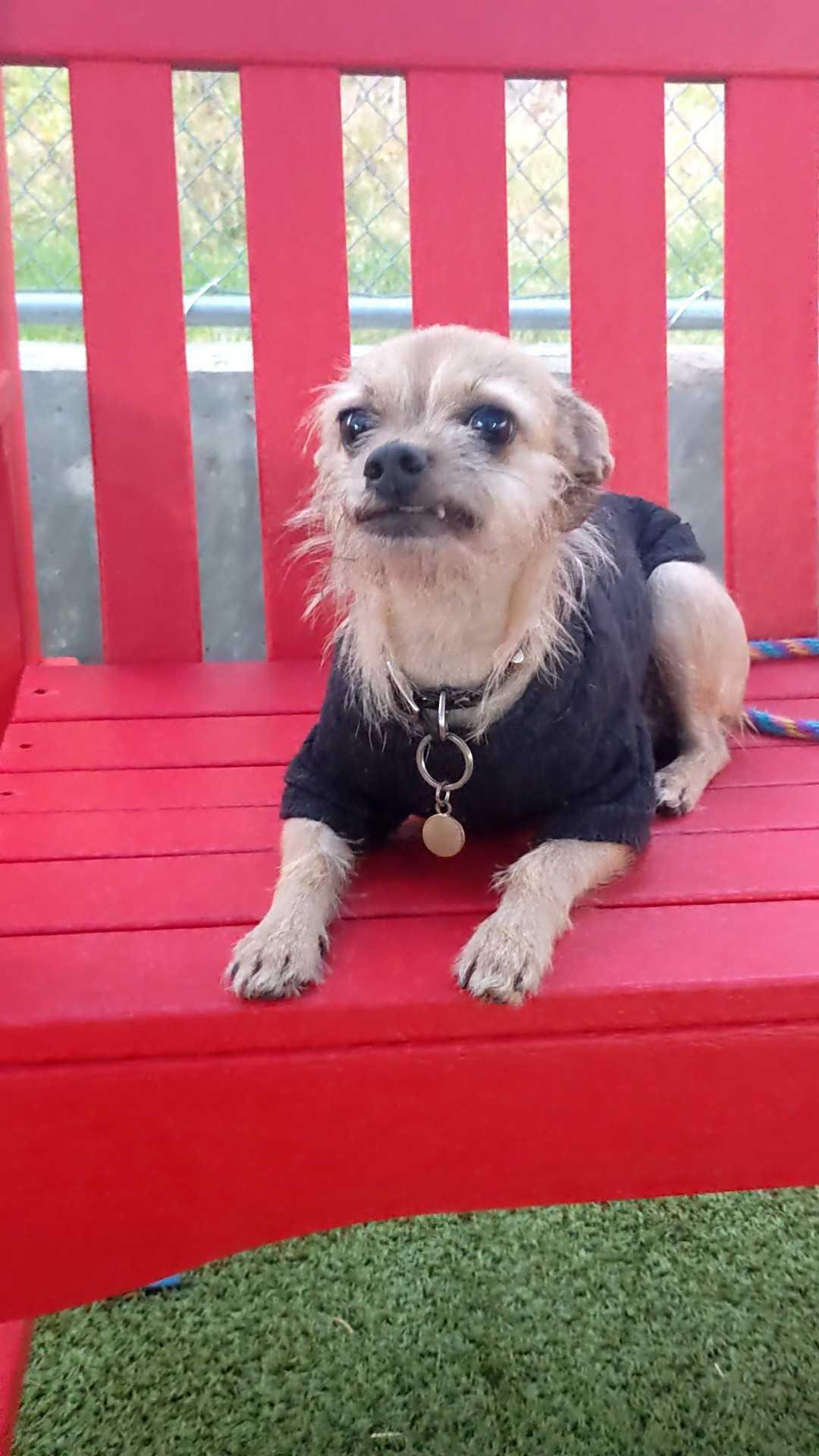 Penelope thumbnail 2