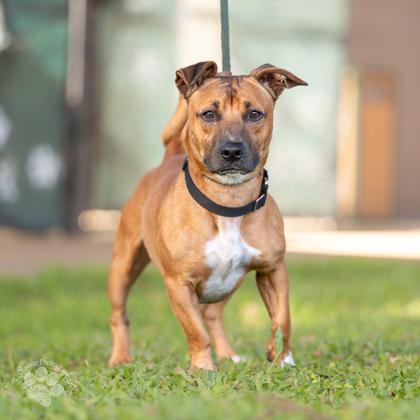 Tater tot, Adoptable, Adult Male Pit Bull Terrier & Mixed Breed.
