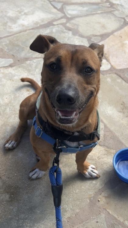 Tater tot, Adoptable, Adult Male Pit Bull Terrier & Mixed Breed.