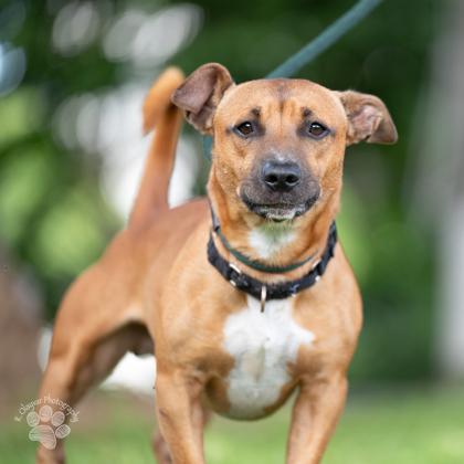Tater tot, Adoptable, Adult Male Pit Bull Terrier & Mixed Breed.