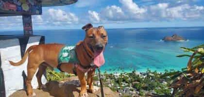 Enlarge Tater tot, a Adoptable mixed breed in Honolulu, HI image 3/3