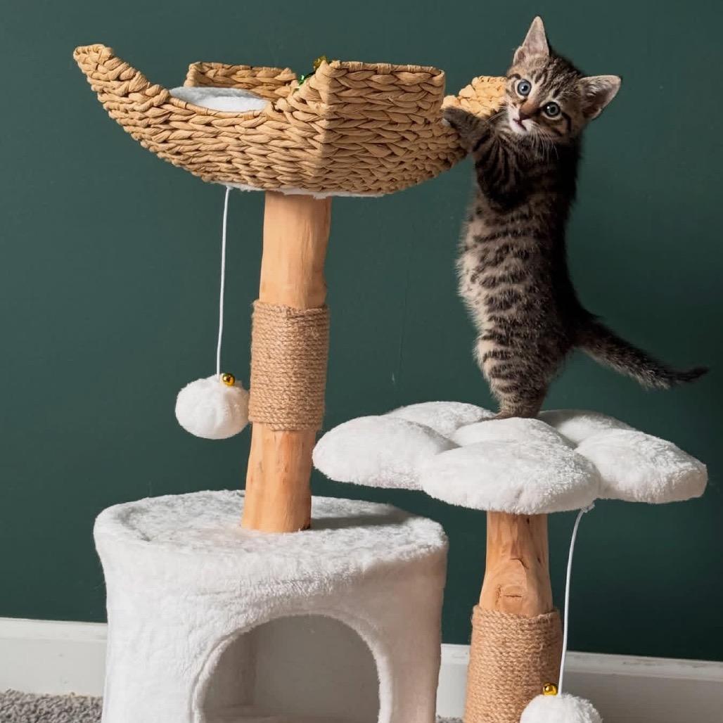 Skidz, Adopted, Kitten Female Domestic Short Hair.