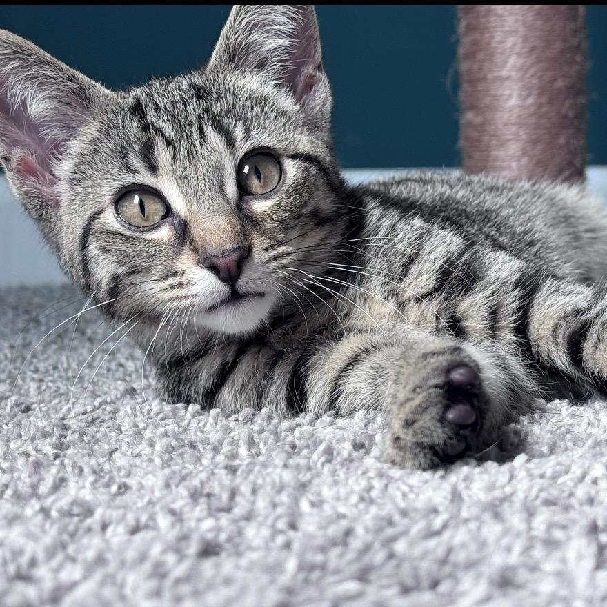 Enlarge Skidz, a Adopted Domestic Short Hair in Greenfield, IN image 2/2