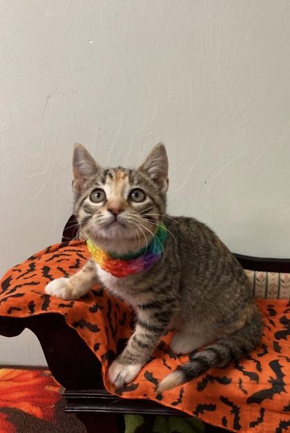 Aurora, Adoptable, Kitten Female Domestic Short Hair & Domestic Short Hair.