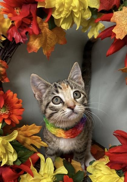 Aurora, a Adoptable Domestic Short Hair in Picayune, MS image 2/2