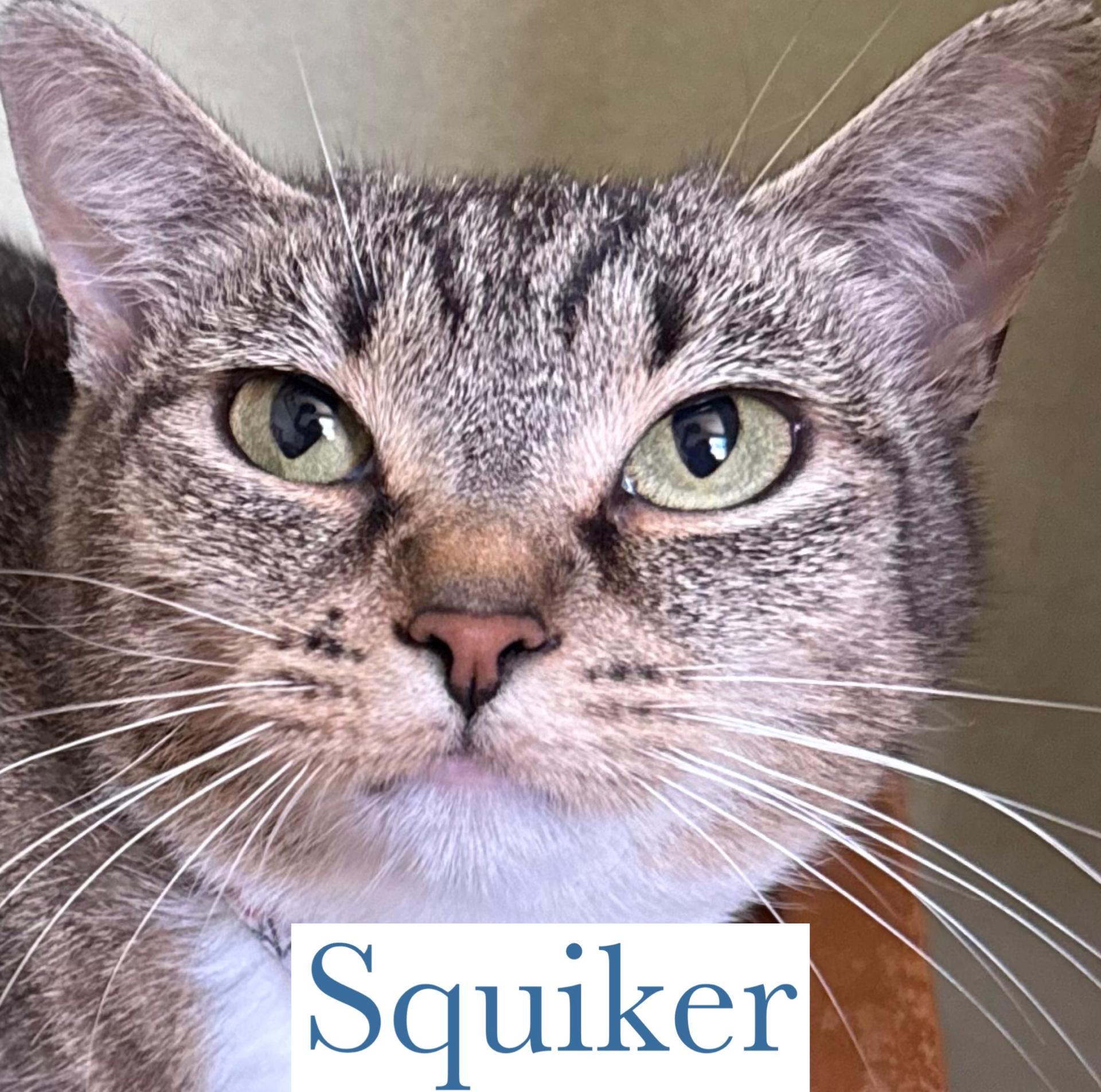Enlarge Squiker, a Adoptable Domestic Short Hair in Berkeley Springs, WV image 1/4