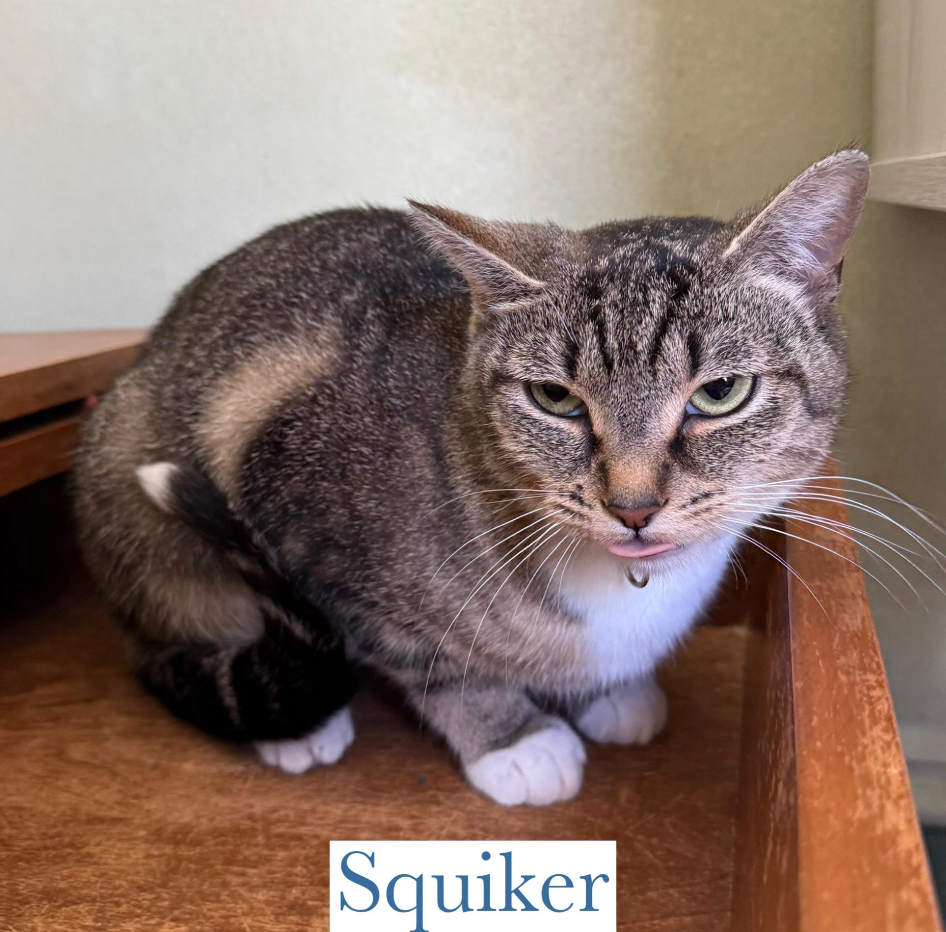 Enlarge Squiker, a Adoptable Domestic Short Hair in Berkeley Springs, WV image 3/4