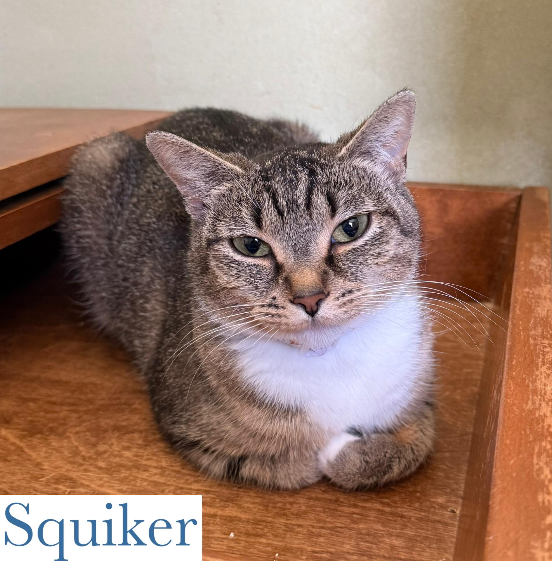 Squiker, Adoptable, Adult Female Domestic Short Hair.