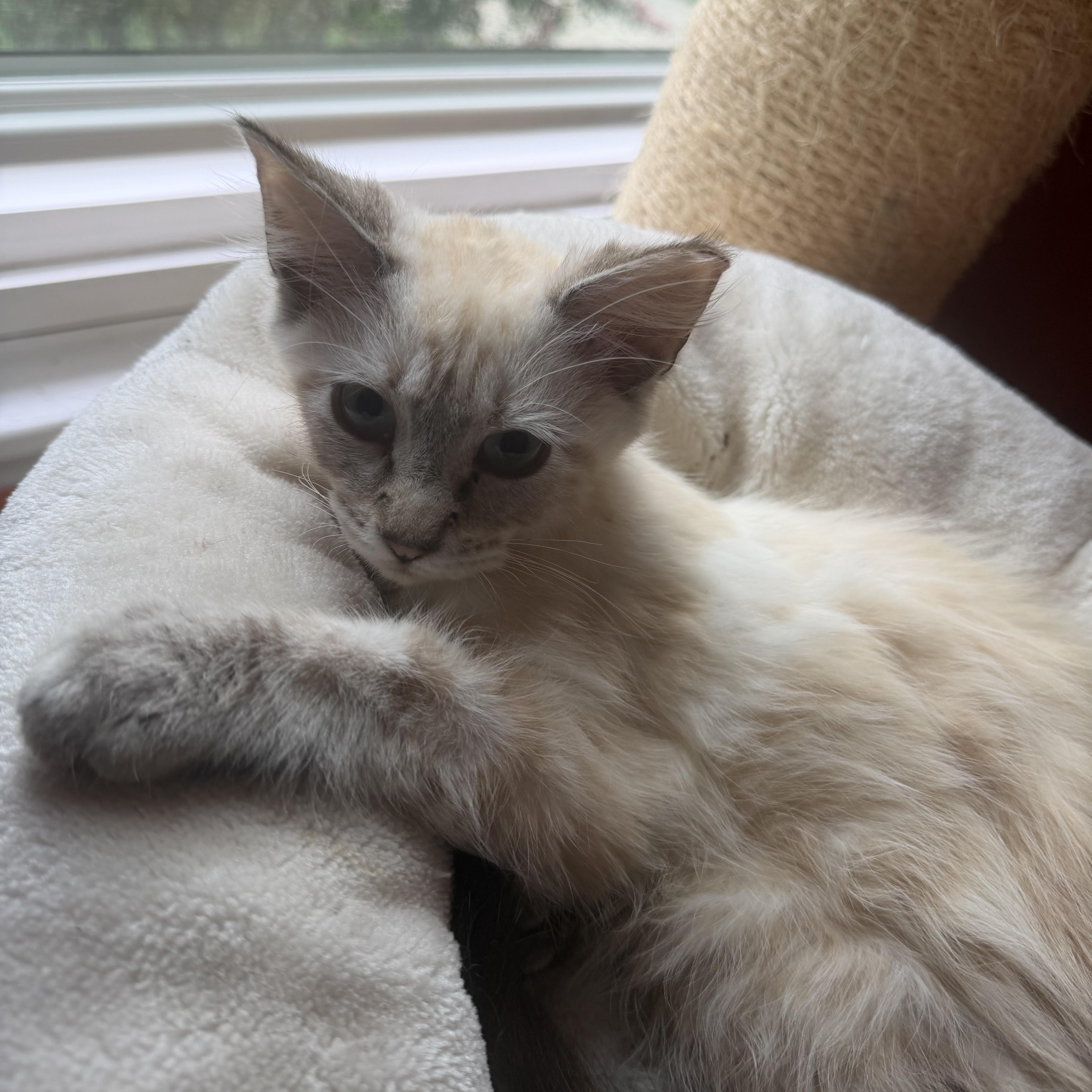 Jazzman and Jake, a ADOPTABLE Siamese in Charlotte, NC image 5/6