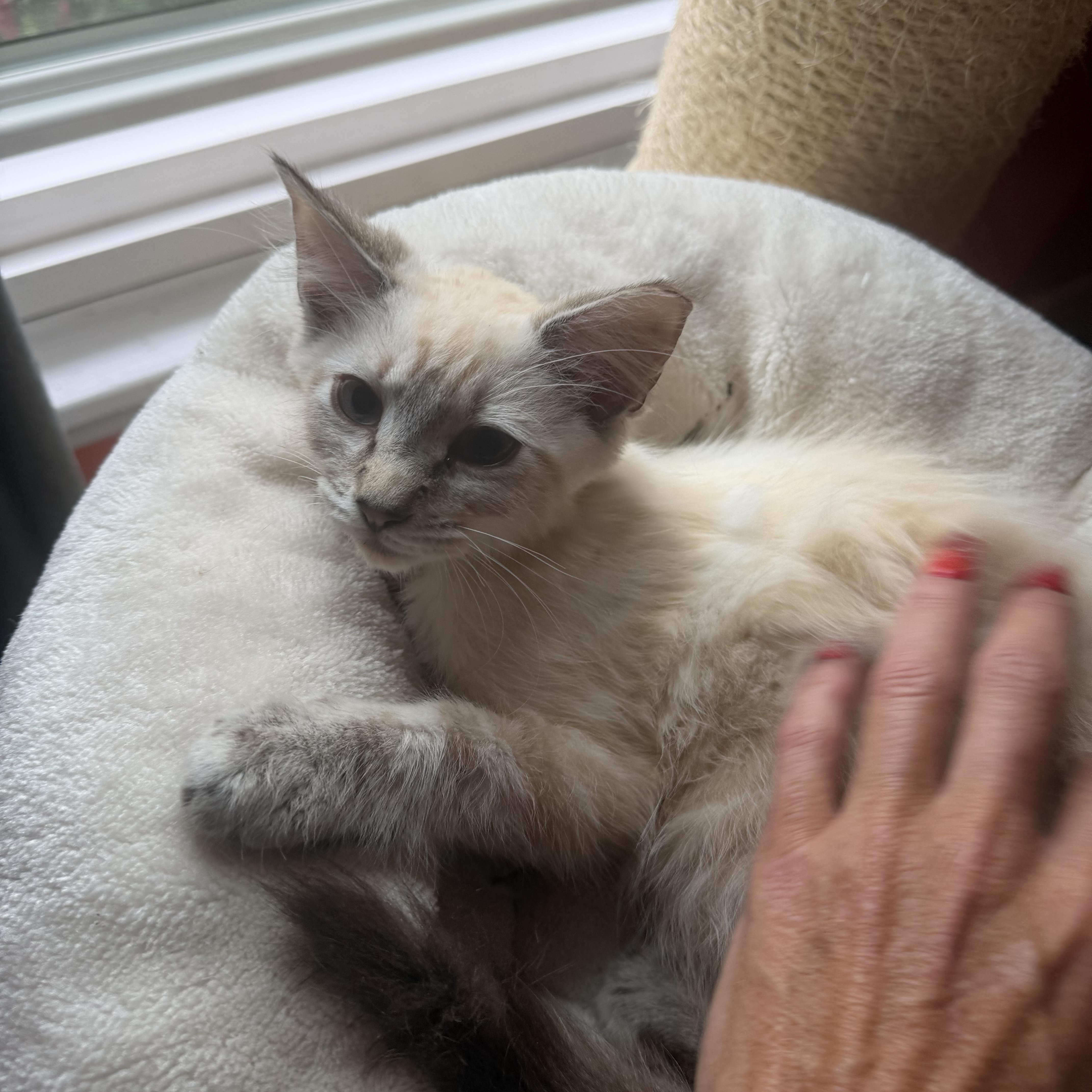 Jazzman and Jake, adopted, Kitten Male Siamese.