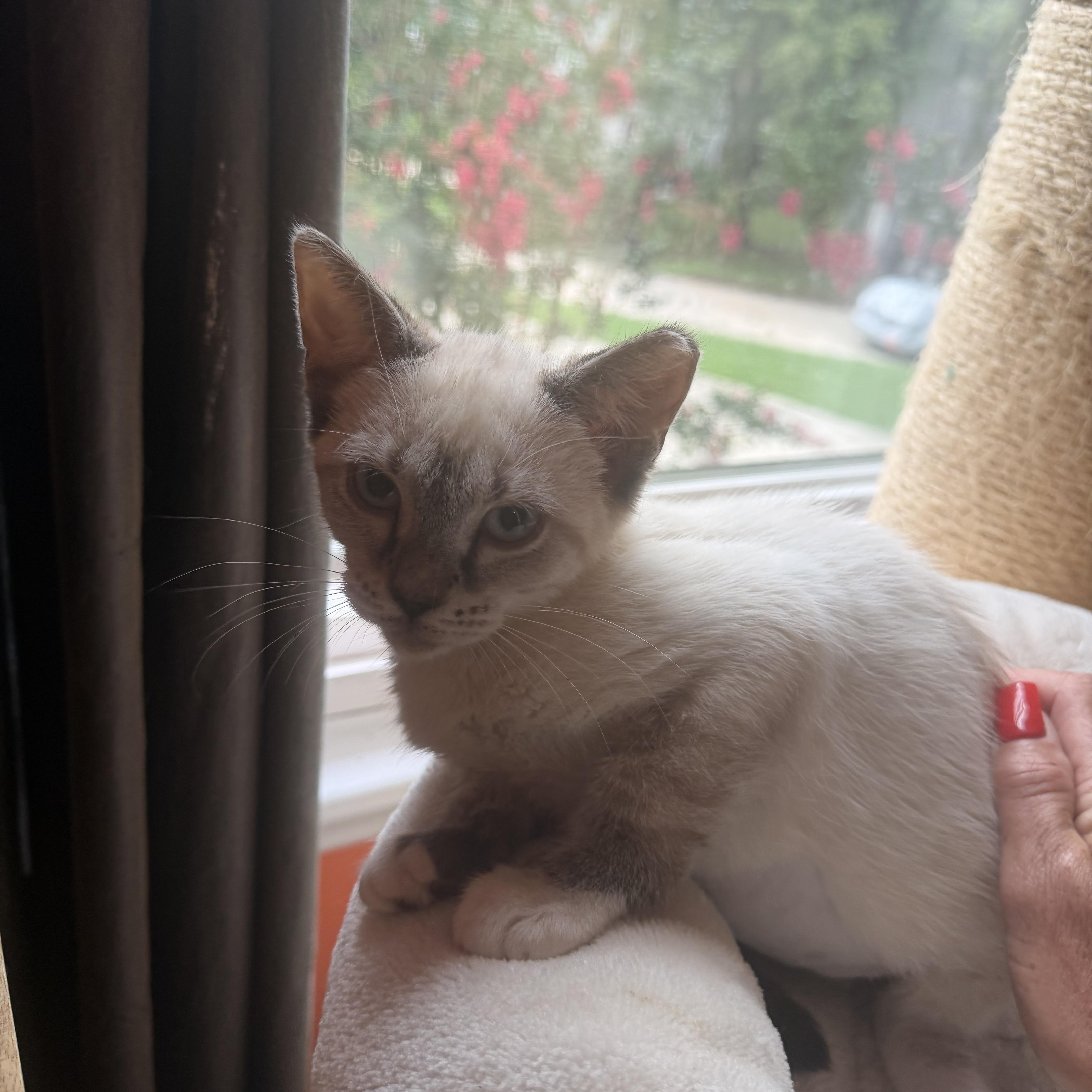 Jazzman and Jake, a ADOPTABLE Siamese in Charlotte, NC image 3/6