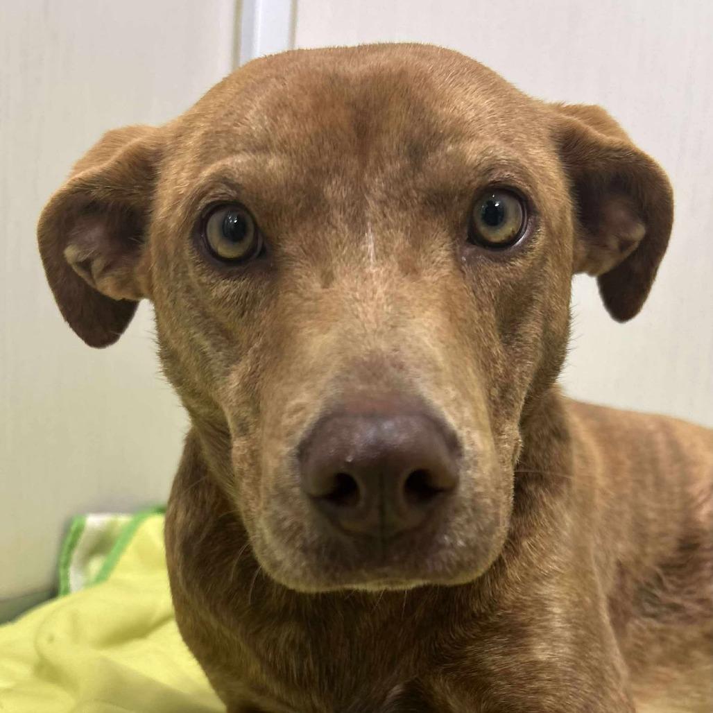 Vera, Adoptable, Young Female Labrador Retriever & Pit Bull Terrier.