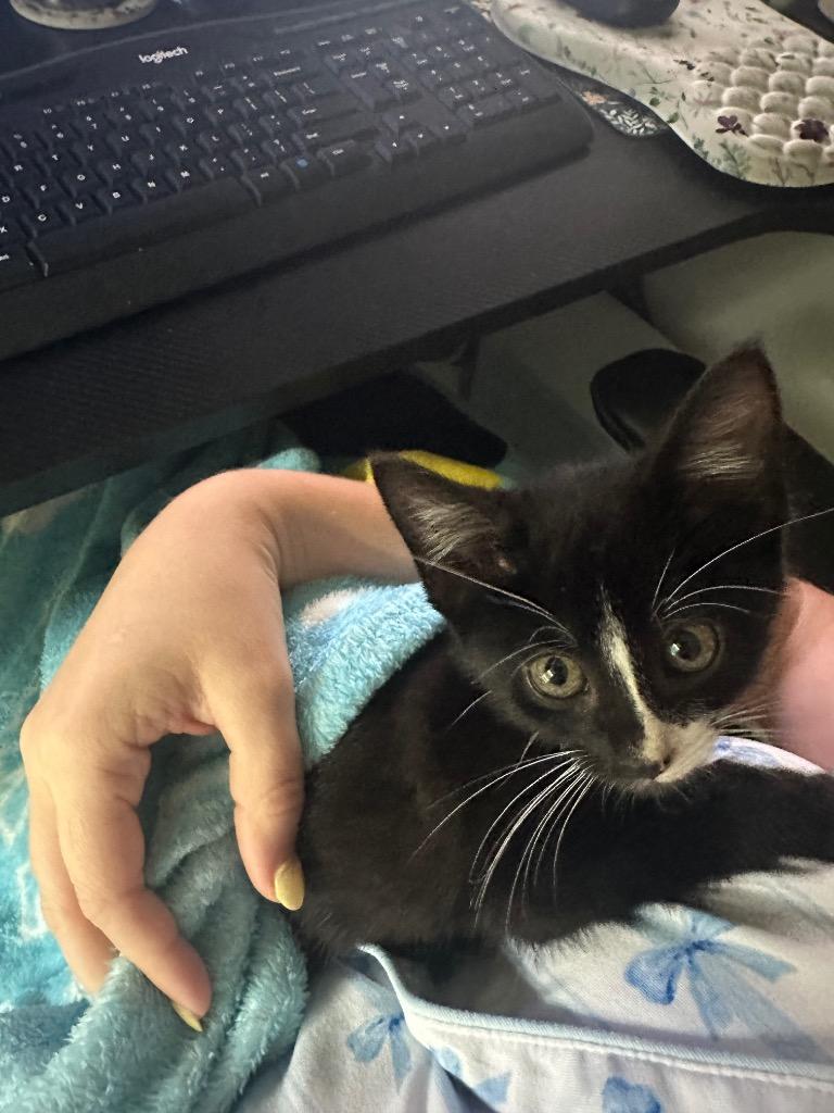 Burrito, Adoptable, Kitten Male Domestic Short Hair.