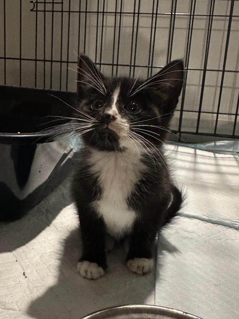 Enlarge Burrito, a Adoptable Domestic Short Hair in warrenville, SC image 2/2