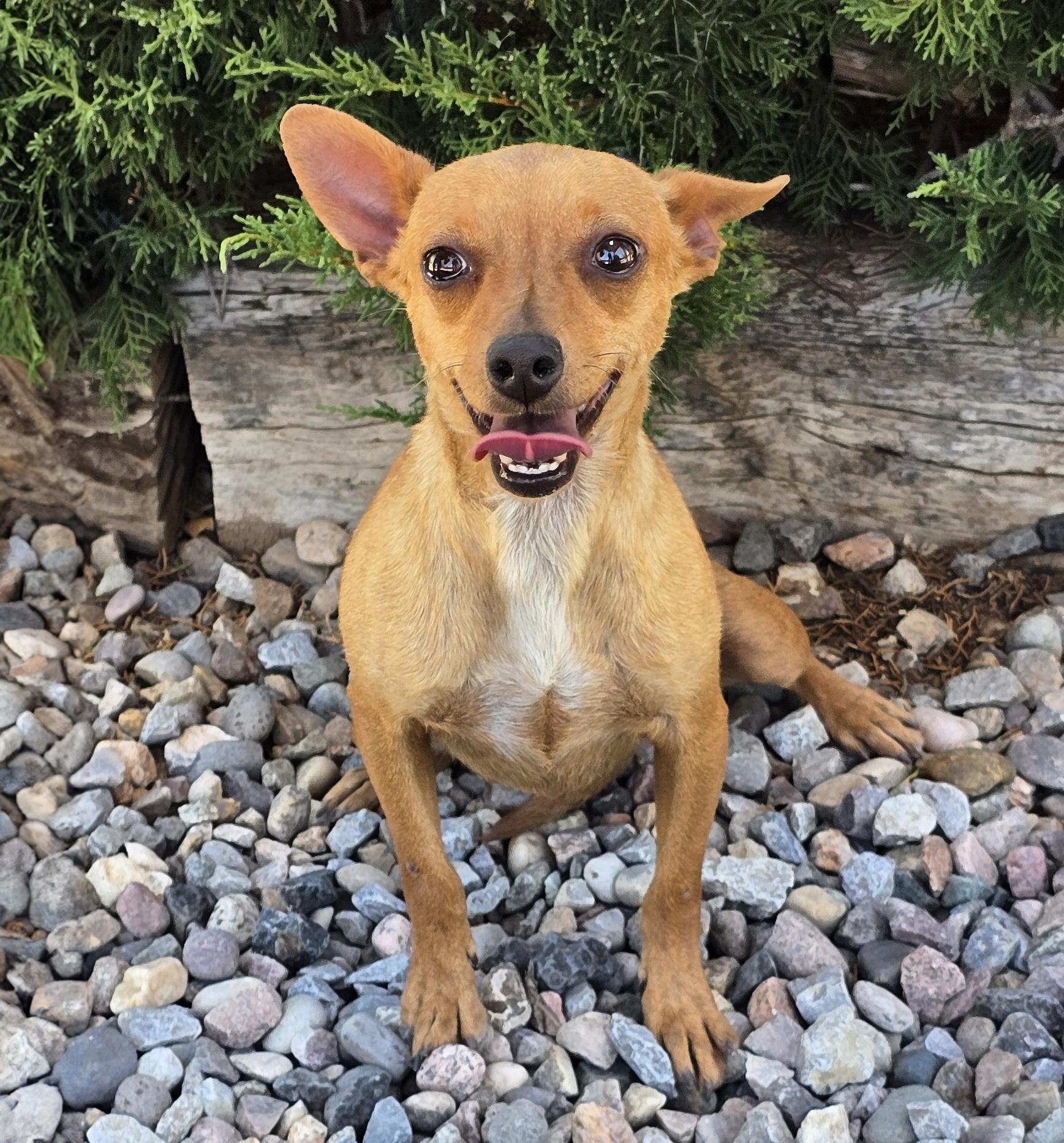 Enlarge Adorable Lil Ms Ami - ROCK STAR Cuddler, an adopted Chihuahua in Albuquerque, NM image 1/1