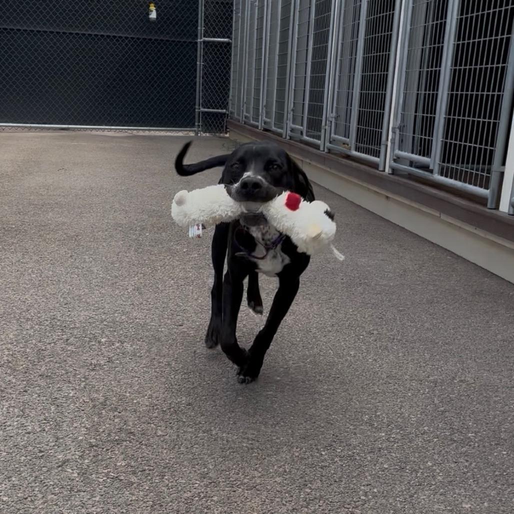 Rio, Adoptable, Young Male Pit Bull Terrier & Mixed Breed.