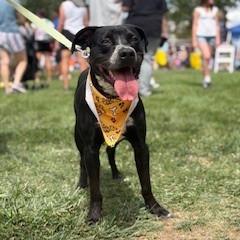 Enlarge Rio, a Adoptable mixed breed in Bernalillo, NM image 2/6