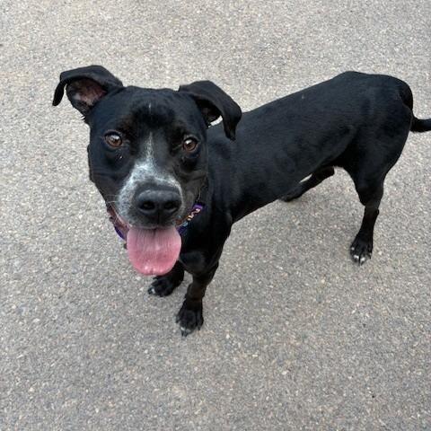 Enlarge Rio, a Adoptable mixed breed in Bernalillo, NM image 3/6