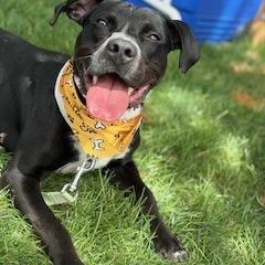 Enlarge Rio, a Adoptable mixed breed in Bernalillo, NM image 4/6