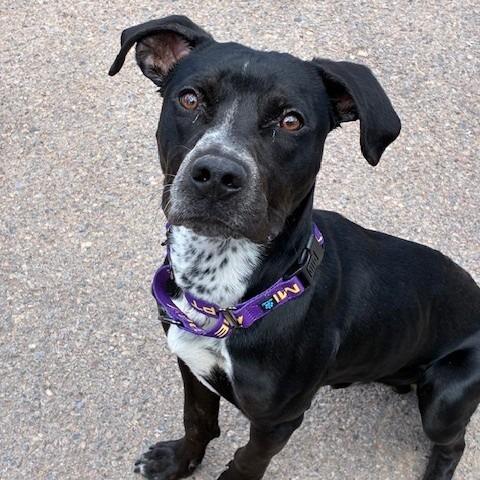 Rio, a Adoptable mixed breed in Bernalillo, NM image 2/4