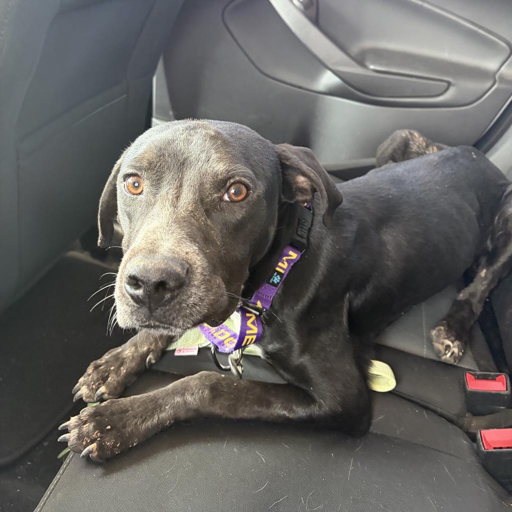Rio, a Adoptable mixed breed in Bernalillo, NM image 3/4