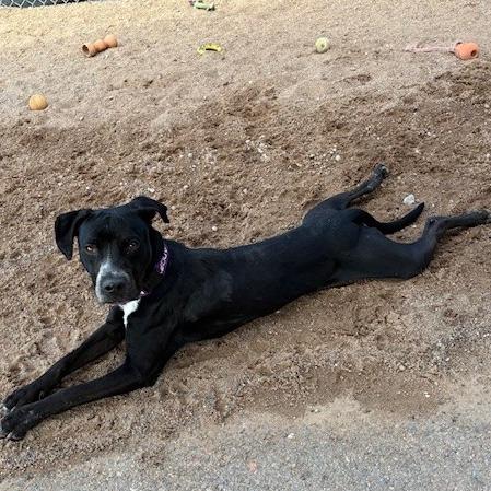 Enlarge Rio, a Adoptable mixed breed in Bernalillo, NM image 5/6