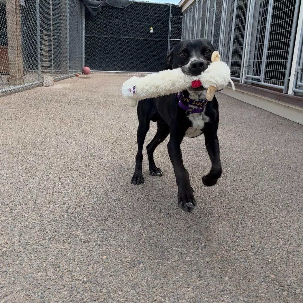 Rio, a Adoptable mixed breed in Bernalillo, NM image 4/4