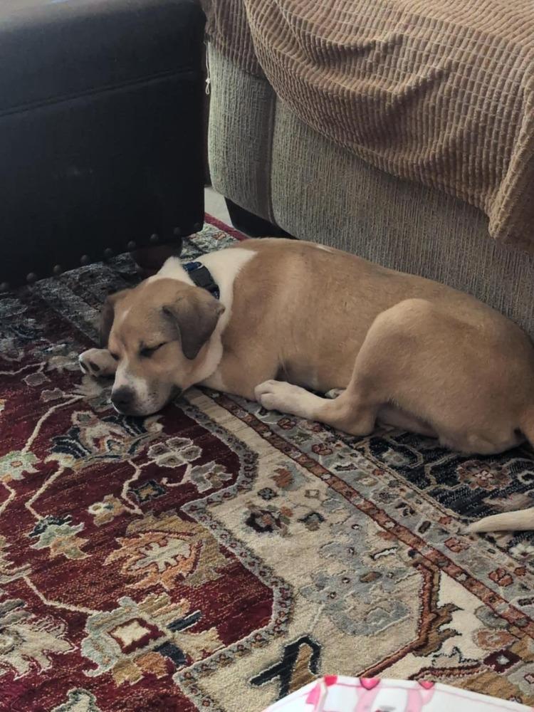 Enlarge Bruce, a Adoptable mixed breed in Palm Bay , FL image 1/1