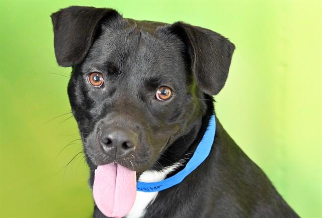 WALTER, Adoptable, Young Male American Staffordshire Terrier & Mixed Breed.