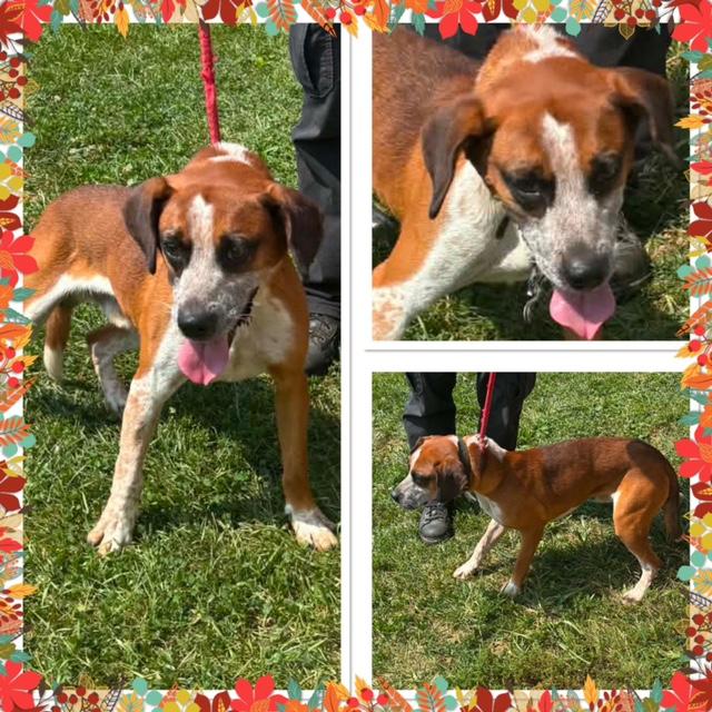 BENNY, ADOPTABLE, Young Male Mixed Breed.