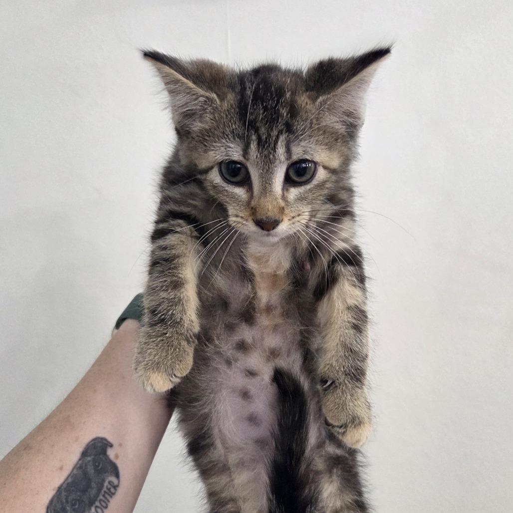 Sailor Jupiter, a Adoptable Domestic Short Hair in Chattanooga, TN image 2/3