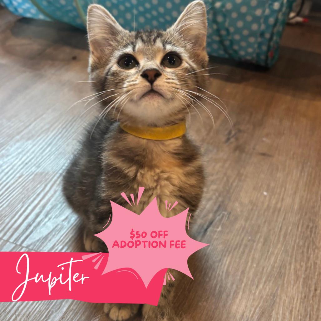 Sailor Jupiter, Adoptable, Kitten Female Domestic Short Hair.
