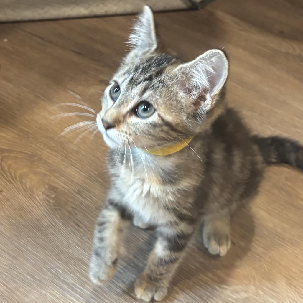 Sailor Jupiter, a Adoptable Domestic Short Hair in Chattanooga, TN image 3/3