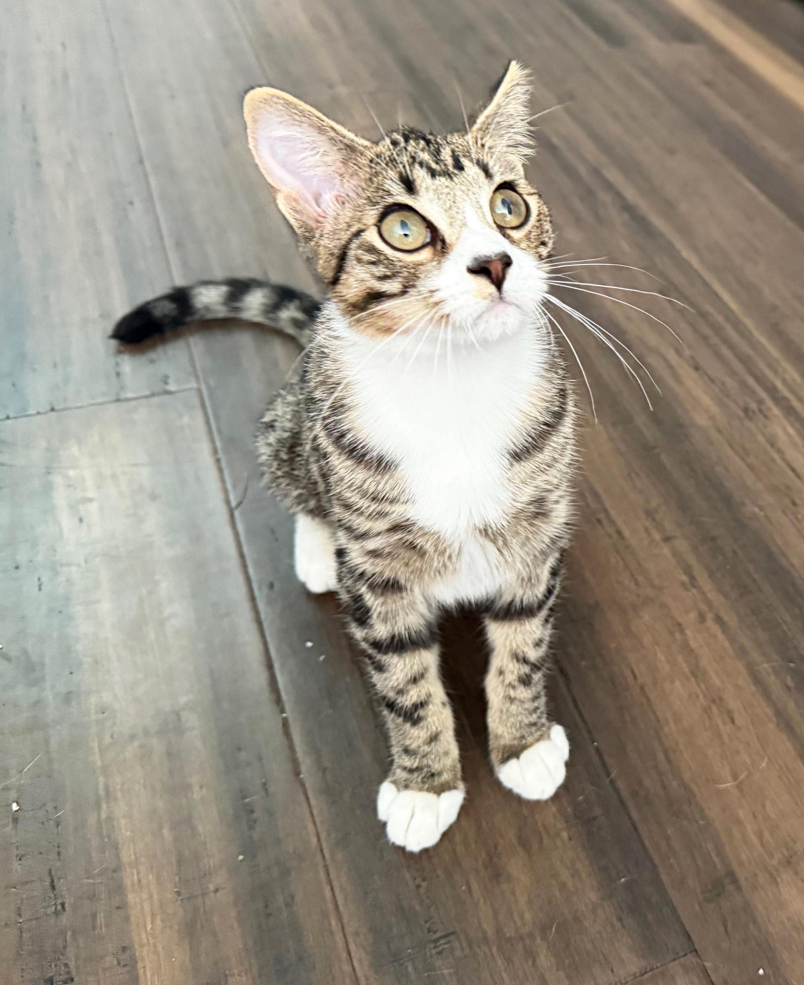 Enlarge Rosie - playful little sweetie!, an adopted Tabby in Neenah, WI image 2/6