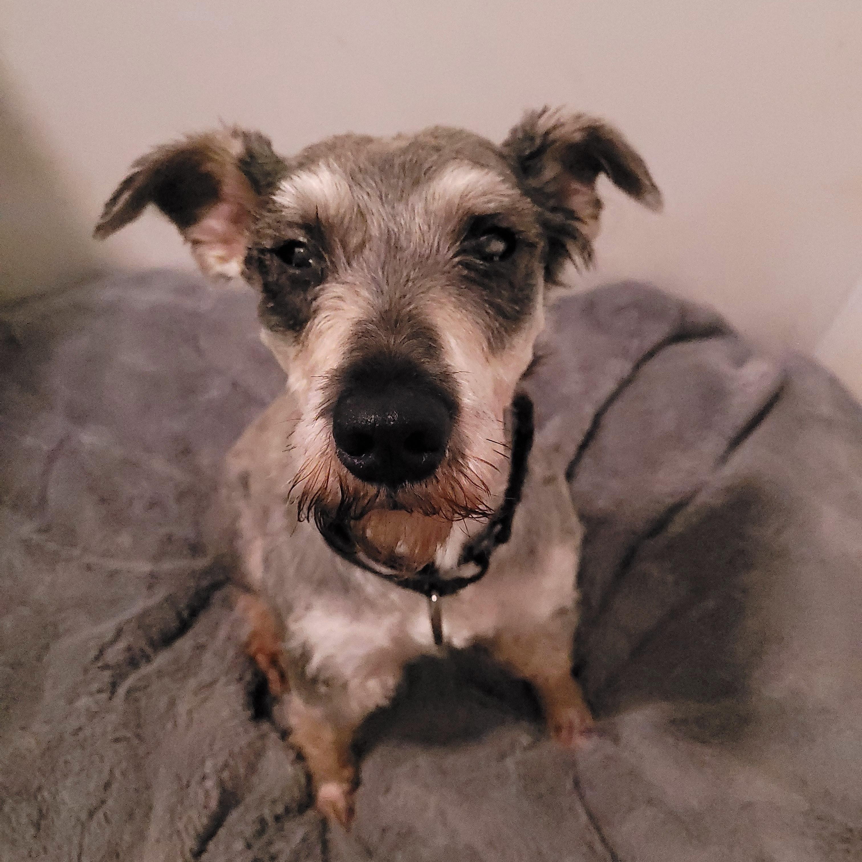 Enlarge Rebel, a ADOPTABLE Schnauzer in Sequim, WA image 2/3