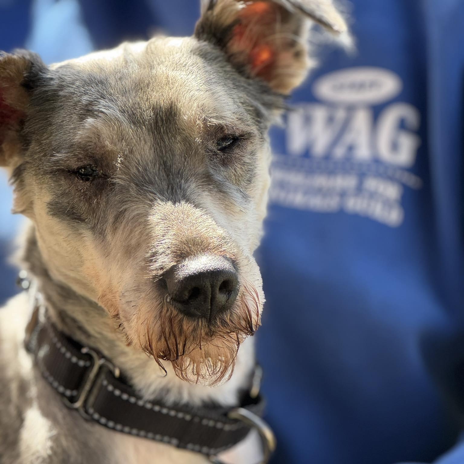 Rebel, ADOPTABLE, Adult Male Schnauzer.