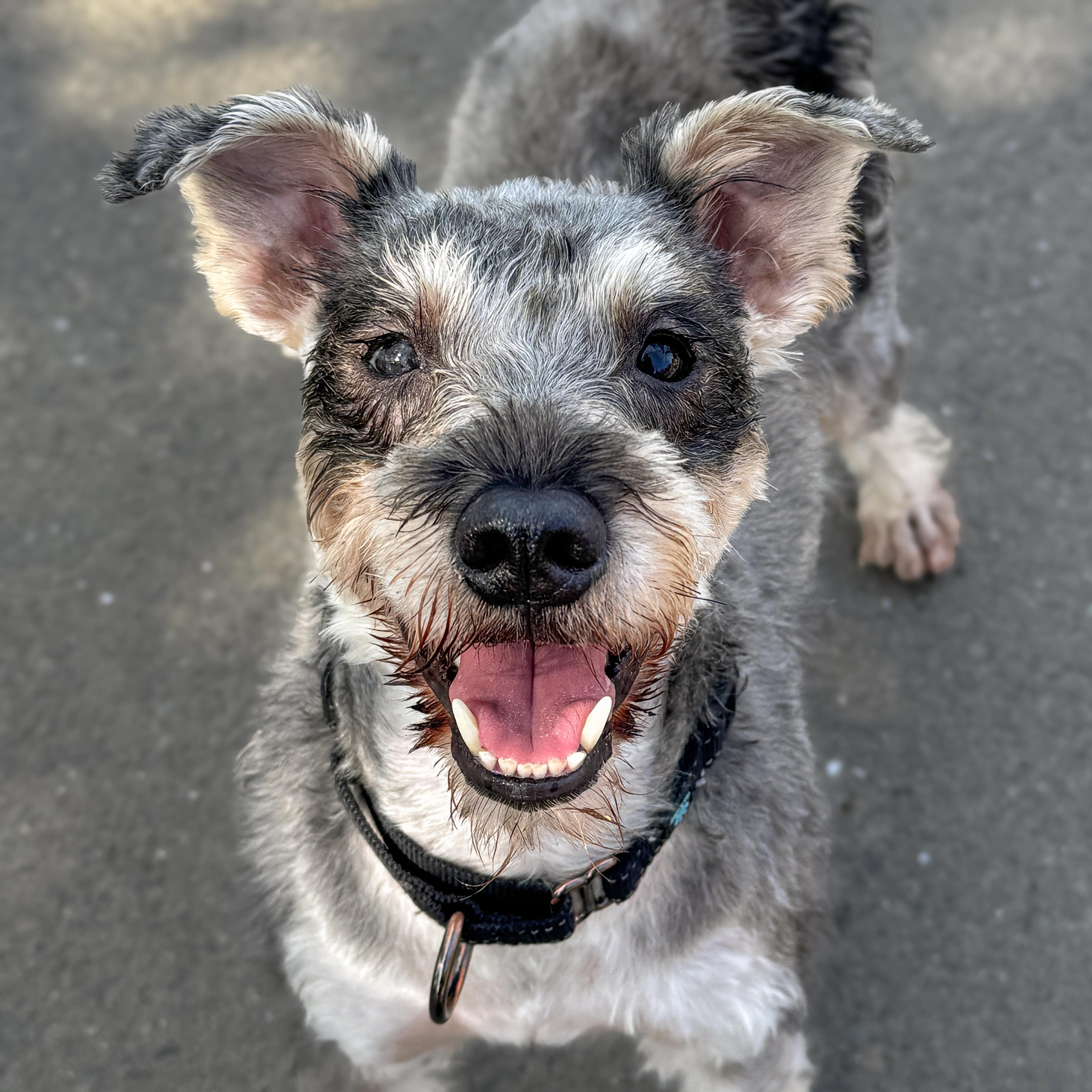 Rebel, Adoptable, Adult Male Schnauzer.