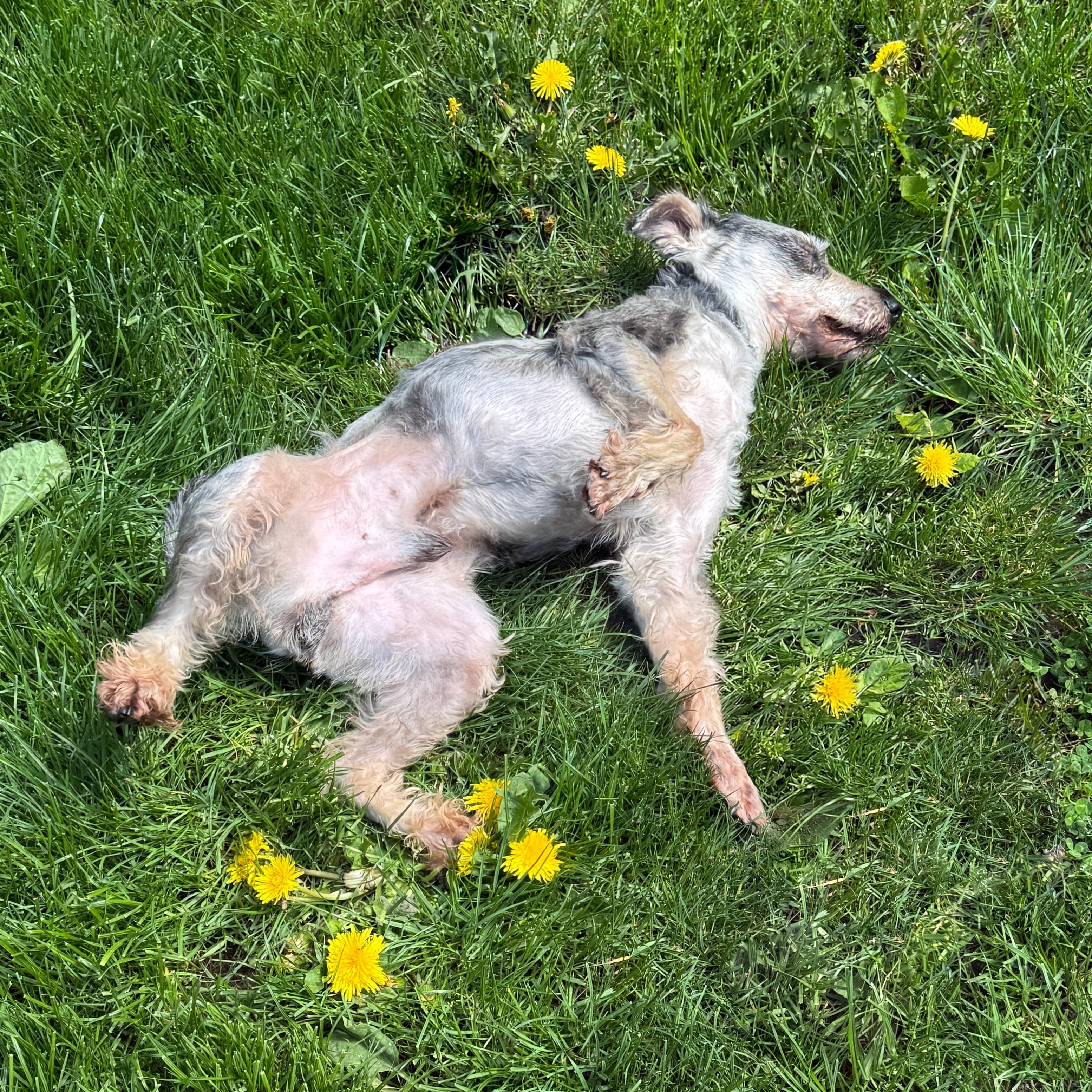 Enlarge Rebel, a ADOPTABLE Schnauzer in Sequim, WA image 3/3