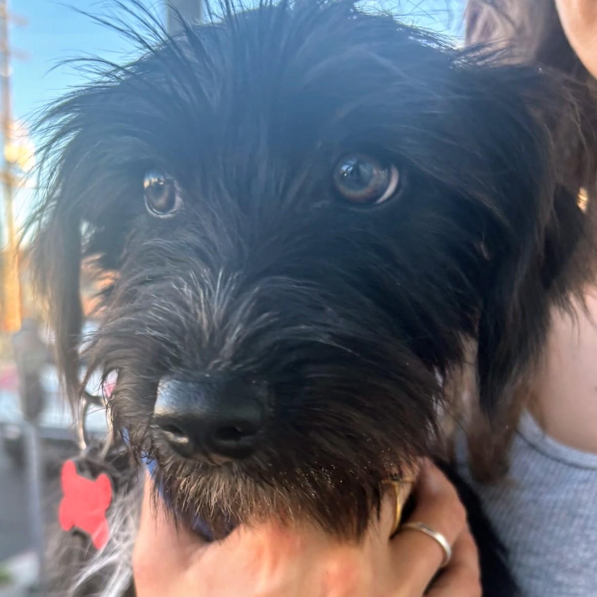 Enlarge Malcolm, a ADOPTABLE mixed breed in Los Angeles, CA image 2/3