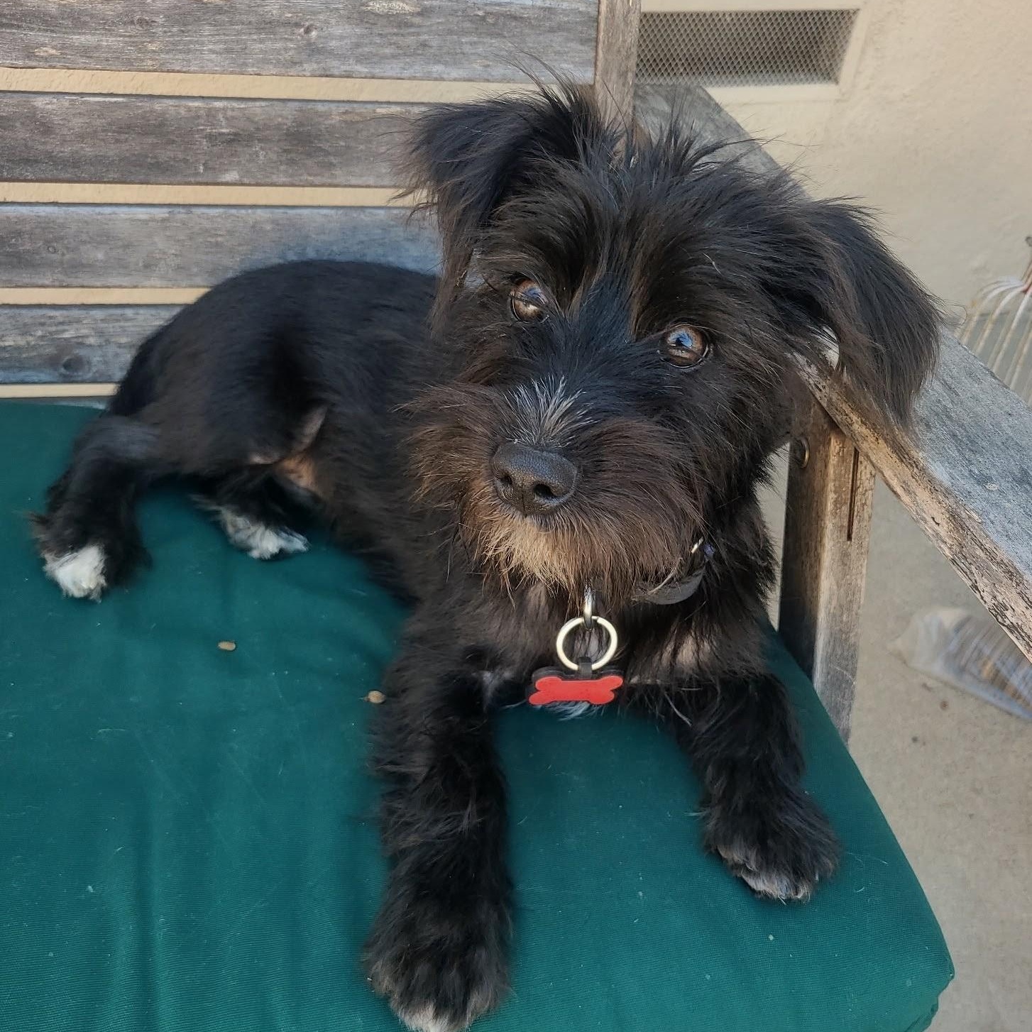 Malcolm, ADOPTABLE, Puppy Male Terrier.
