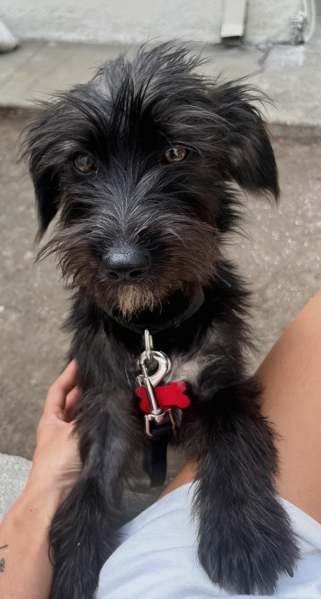 Malcolm, ADOPTABLE, Puppy Male Terrier.
