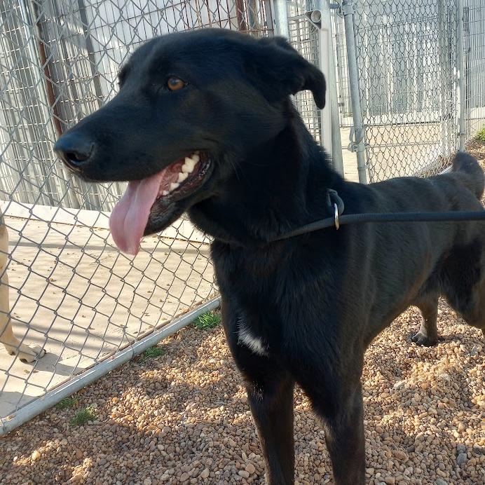 Nessa, Adoptable, Adult Female Labrador Retriever.