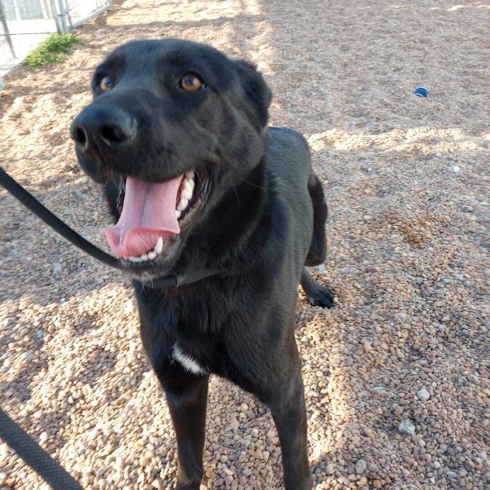 Nessa, a Adoptable mixed breed in Elizabeth City, NC image 2/3