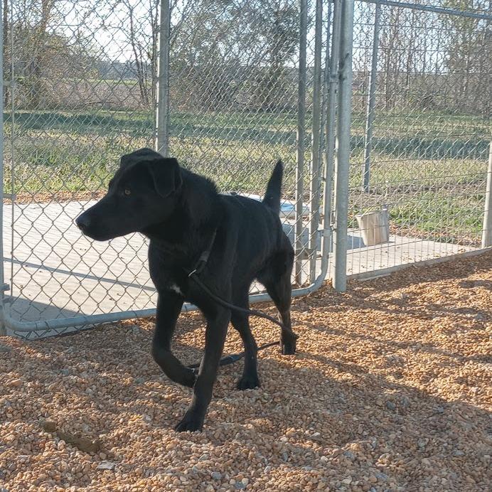 Nessa, a Adoptable mixed breed in Elizabeth City, NC image 3/3