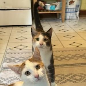 Summer with Whitney, Freddie — thumbnail 4