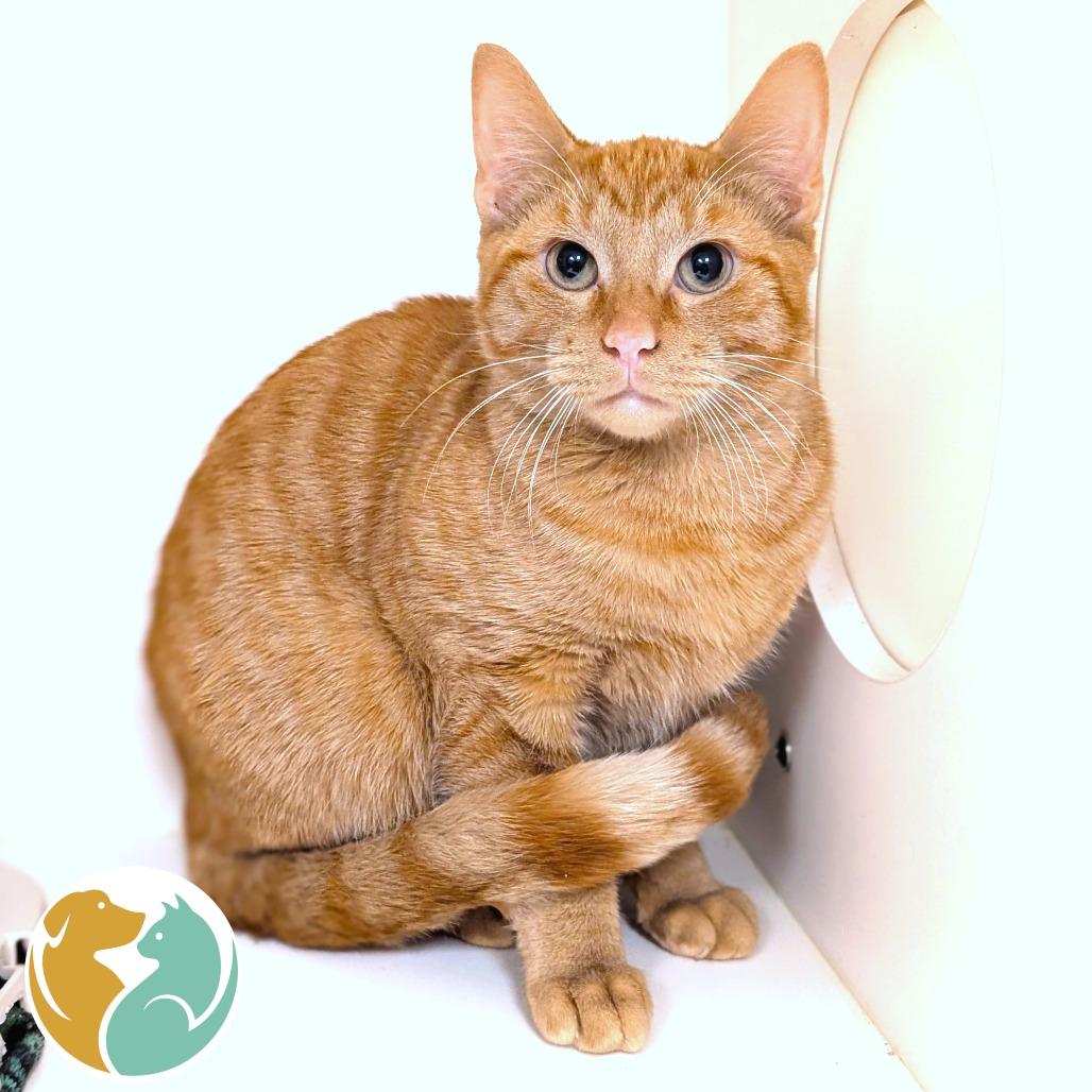 Enlarge Franklin, a Adoptable American Shorthair in Toledo, OH image 1/1
