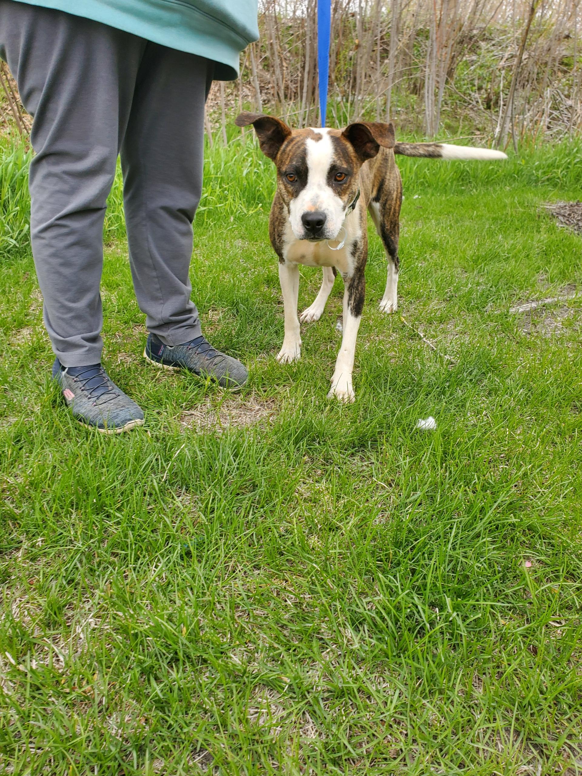 Nolan, a Adoptable mixed breed in Zimmerman, MN image 3/6